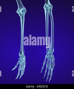 Anatomie der menschlichen Hand. Medizinisch genaue 3D-Illustration Stockfoto