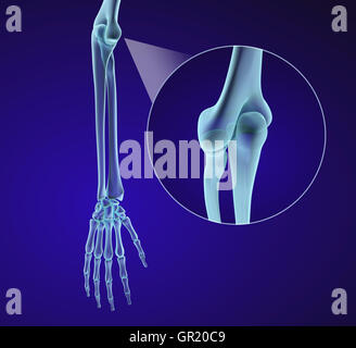 Anatomie der menschlichen Hand. Medizinisch genaue 3D-Illustration Stockfoto