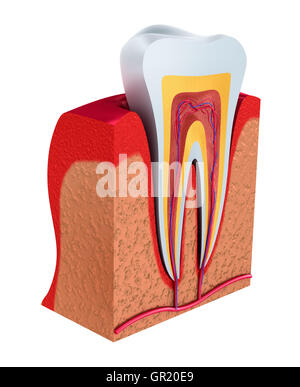 Abschnitt des Zahnes. Das Fruchtfleisch mit Nerven und Blutgefäßen. 3D illustration Stockfoto