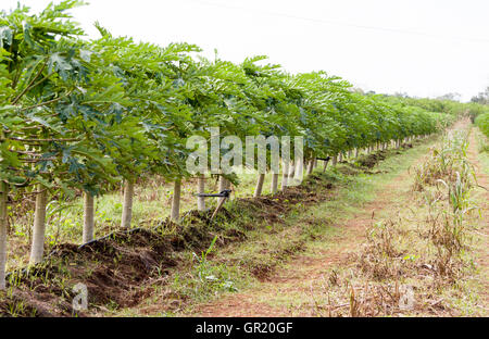 Reihe von Papaya junge Bäume. Eine lange Reihe von gepflanzt und bewässert Papaya-Bäume, Teil eines großen Obstgarten in Yucatan. Stockfoto