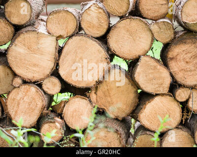 Frisch geschnitten Brennholz gestapelt hoch. Protokolle von einem frisch geschnittenen Baum zum Trocknen aufgestapelt. Stockfoto