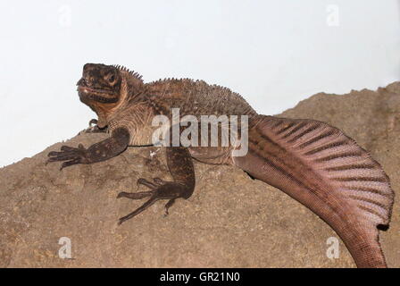 Männliche Philippine Segeln-finned Water Dragon (Hydrosaurus Pustulatus). A.k.a. crested Segel-Fin Eidechse oder Soa Soa Wasser Eidechse Stockfoto