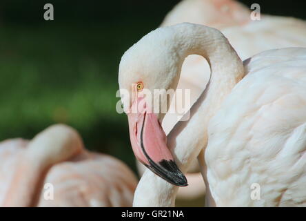 Europäische Rosaflamingo (Phoenicopterus Roseus) Porträt Stockfoto