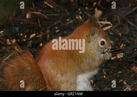 North American Rotes Eichhörnchen (Tamiasciurus Hudsonicus) Stockfoto