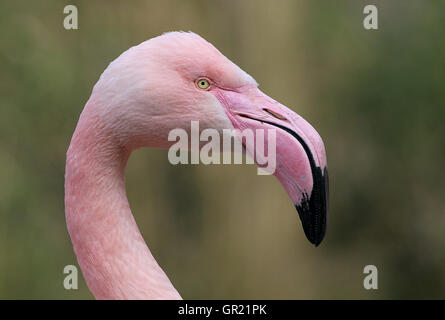 Europäische Rosaflamingo (Phoenicopterus Roseus), im Profilbildnis des Kopfes auf einem schwarzen Hintergrund. Stockfoto