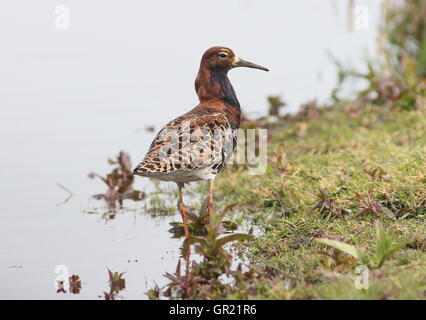 Adulte männliche Europäische Ruff (Calidris pugnax) im Zuchtgefieder. Stockfoto