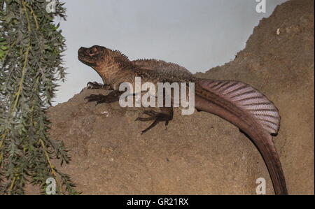 Philippine Segel-finned Water Dragon (Hydrosaurus Pustulatus). A.k.a. crested Segel-Fin Eidechse oder Soa Soa Wasser Eidechse Stockfoto