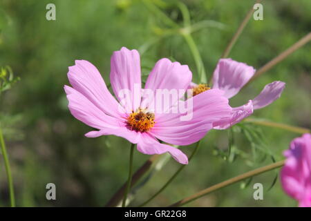 Nahaufnahme von lila Blüten in eine Prärie bewahren. Eine Biene ist auf einem von ihnen füttern. Stockfoto