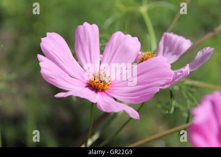 Nahaufnahme von lila Blüten in eine Prärie bewahren. Eine Biene ist auf einem von ihnen füttern. Stockfoto