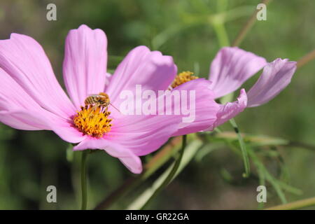 Nahaufnahme von lila Blüten in eine Prärie bewahren. Eine Biene ist auf einem von ihnen füttern. Stockfoto