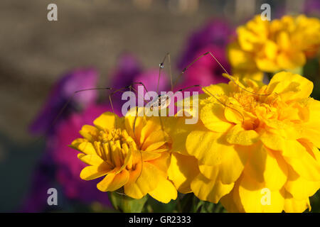 Eine große Papa lange Beine Spinne auf eine gelbe Ringelblume mit Tau auf einem Bein. Stockfoto