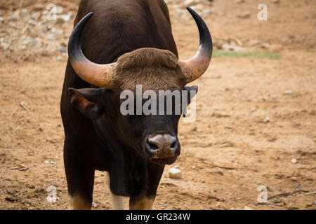 Der Gaur, auch genannt indische Bison ist die größte erhaltene Rind, ursprünglich aus Südasien und Südostasien Stockfoto