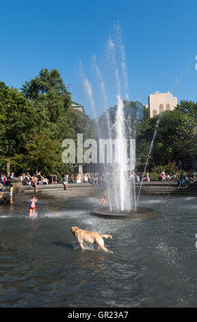 Golden Labrador Retriever Hund Abkühlung im Wasser-Brunnen in Washington Square Park, New York Stockfoto