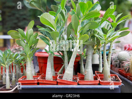 Adenium, dekorative Pflanzen in Töpfen im freien Stockfoto