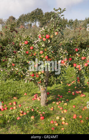 Apfelplantage mit rote reife Äpfel auf dem Baum in Kivik, Scania / Skane, Schweden. Skandinavien. Stockfoto