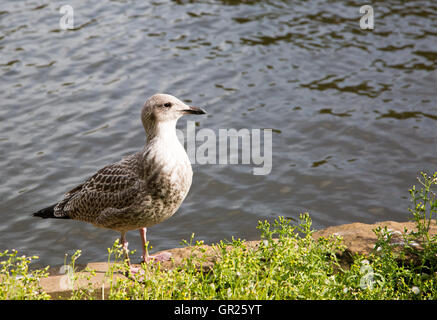 Junge unreife Silbermöwe 'Larus Argentatus' Stockfoto