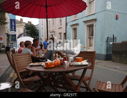 Eine Möwe in Tenby South Wales, UK. Stockfoto