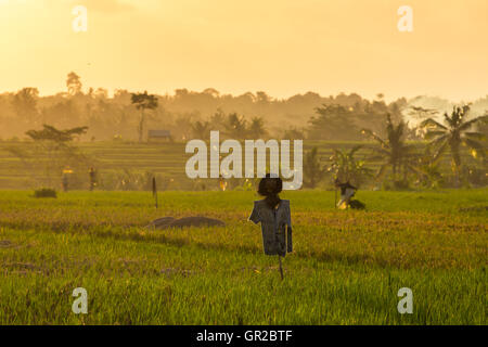 Vogelscheuche in Reisfeldern Terrasse während des Sonnenuntergangs in Bali, Indonesien Stockfoto