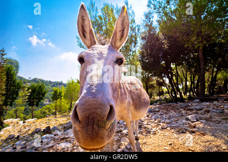 Dalmatinischen Insel Esel in der Natur, Tiere in freier Wildbahn, Kroatien Stockfoto