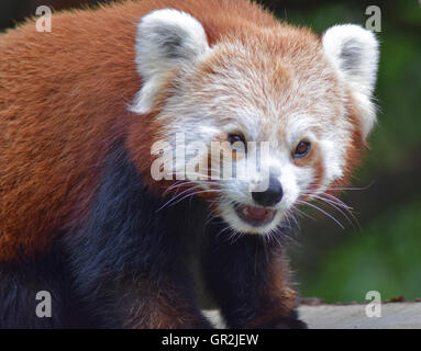 Roter Panda - Highland Wildlife Park Stockfoto