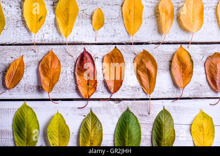 Herbst Komposition. Verschiedene bunte Blätter. Studio gedreht Stockfoto