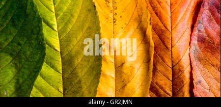 Herbst Komposition, bunte Blätter in Folge. Studio gedreht. Stockfoto