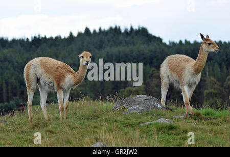 Vikunjas auf Hügel - Highland Wildlife Park Stockfoto