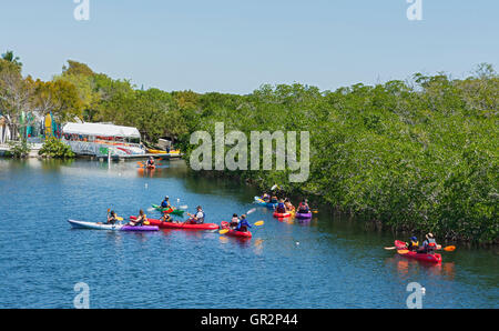Florida Keys, Key Largo, John Pennekamp Coral Reef State Park, Kanuten paddeln Sie durch Mangrovenwald in der Nähe von marina Stockfoto