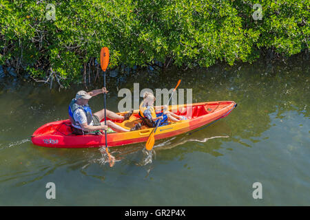 Florida Keys, Key Largo, John Pennekamp Coral Reef State Park, Kanuten paddeln Sie durch Mangrovenwald in der Nähe von marina Stockfoto