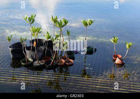 Rote Mangrove, Rhizophora mangle, Sämlinge kultiviert, für eine Feuchtgebiete Restoration Project, New Providence Island, Bahamas Stockfoto