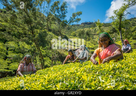 Tee Kommissionierung in der Teeplantage Kolukkumalai, Tamil Nadu, India Stockfoto