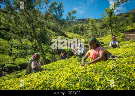 Tee Kommissionierung in der Teeplantage Kolukkumalai, Tamil Nadu, India Stockfoto