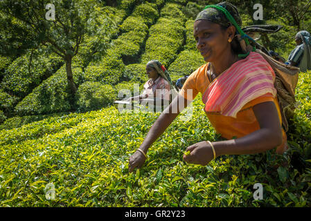 Tee Kommissionierung in der Teeplantage Kolukkumalai, Tamil Nadu, India Stockfoto