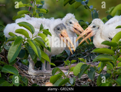 Drei Holz Storch Küken in eine kniende Haltung in ihrem Nest wartet noch eine weitere Mahlzeit trotz Beweise der letzten auf den Schnabel Stockfoto