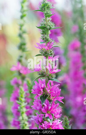 Lythrum Salicaria 'Feuerkerze'. Blutweiderich in einem englischen Garten Stockfoto