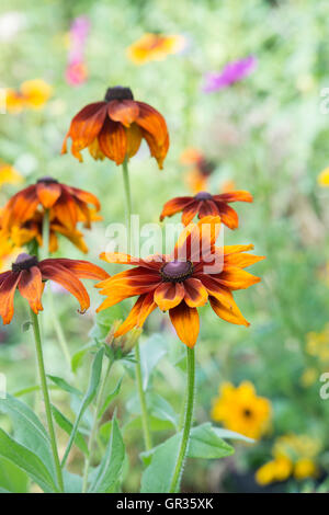 Rudbeckia Cappuccino. Sonnenhut in einem englischen Garten Stockfoto