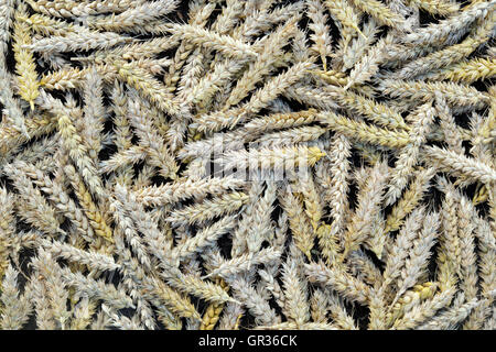 Triticum Aestivum. Weizen-Ohren-Muster Stockfoto