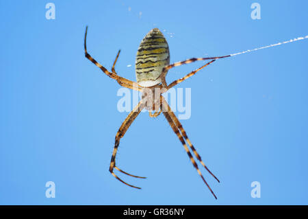 Closeup Fotografie gestreiften Wespe Spinne auf blauen Himmelshintergrund Stockfoto