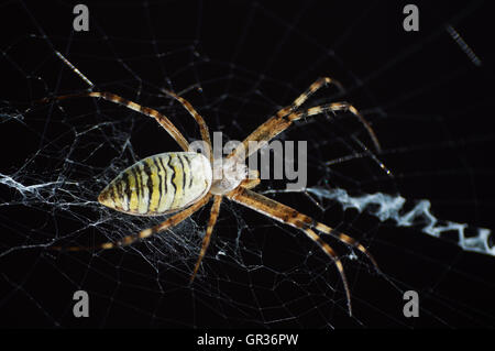 Closeup Fotografie gestreiften Wespe Spinne auf dunklem Hintergrund Stockfoto