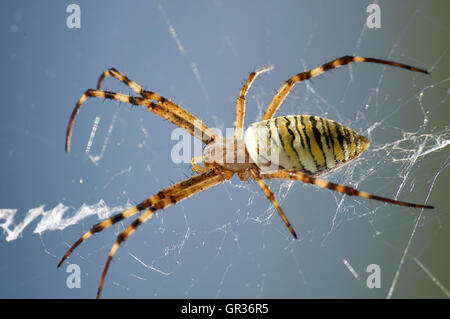 Makro-Fotografie gestreiften Wespe Spinne im web Stockfoto