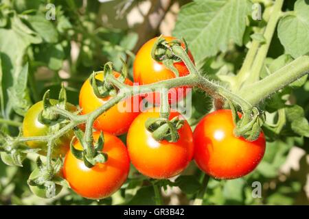 Tomaten auf Rebe Stockfoto