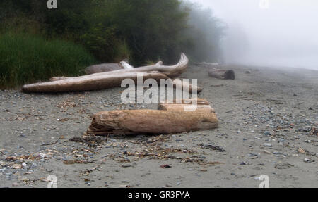 Ein Nebel Stillleben aus Treibholz, vulkanischen Sand und Strand Texturen auf Washingtons Olympic Peninsula. Stockfoto