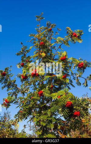 Eberesche Baum mit roten Beeren vor blauem Himmel Stockfoto