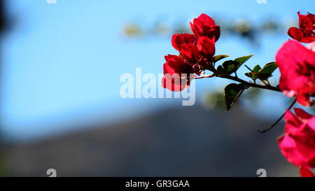 Rote Bougainvillea Blätter und Blüten ragen über der Hintergrund jedoch unscharf Stockfoto