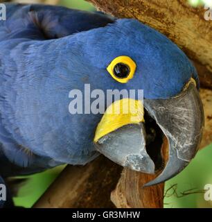 Hyazinth-Ara (Anodorhynchus Hyacinthinus), oder sieht Ara ist eine blaue Papagei native in Südamerika-Amazonas-Dschungel. Stockfoto