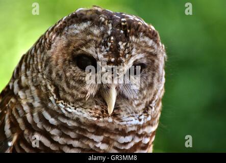 Ein Streifenkauz (Strix Varia) aka die Hoot Owl in einem Florida-Wald. Stockfoto