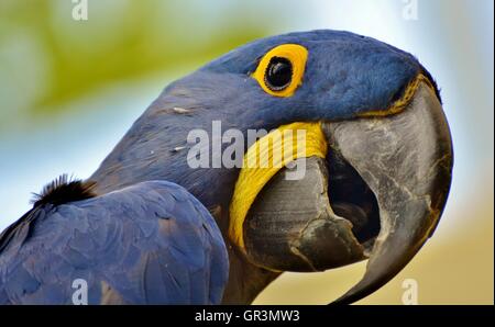 Hyazinth-Ara (Anodorhynchus Hyacinthinus), oder sieht Ara ist eine blaue Papagei native in Südamerika-Amazonas-Dschungel. Stockfoto