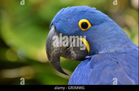 Hyazinth-Ara (Anodorhynchus Hyacinthinus), oder sieht Ara ist eine blaue Papagei native in Südamerika-Amazonas-Dschungel. Stockfoto