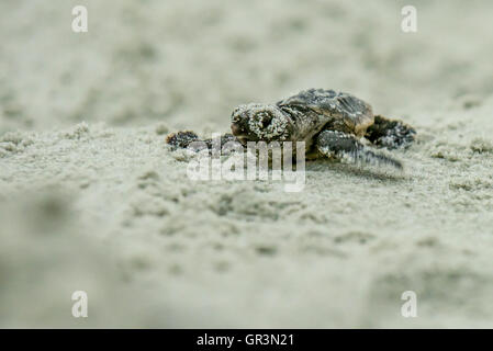 Baby Unechte Karettschildkröte schlüpfen - Caretta caretta | North Carolina - Sunset Beach | gefährdete junge Schildkröten Aufstieg in Richtung Ozean durch den Sand Stockfoto