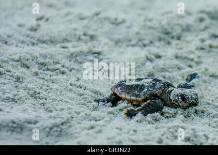 Baby Unechte Karettschildkröte schlüpfen - Caretta caretta | North Carolina - Sunset Beach | gefährdete junge Schildkröten Aufstieg in Richtung Ozean durch den Sand Stockfoto